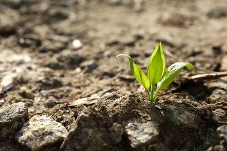 Young green seedling growing in dry soil on spring day, closeup. hope concept