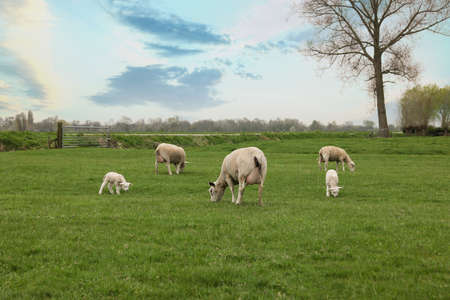 Cute funny sheep grazing on green fieldの写真素材