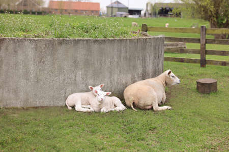 Cute funny sheep resting outdoors on spring dayの写真素材