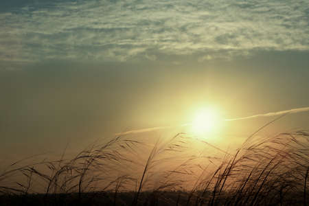 Beautiful view of plants outdoors at sunrise