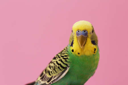 Beautiful parrot on pink background, space for text. exotic petの写真素材