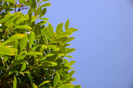 Close up view of bay laurel shrub against blue sky