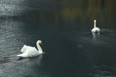 Beautiful white mute swans swimming in pondの写真素材