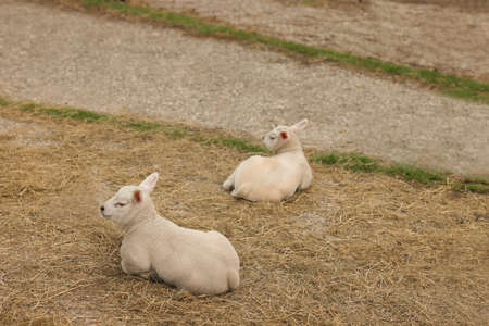 Two funny lambs lying on ground outdoorsの写真素材