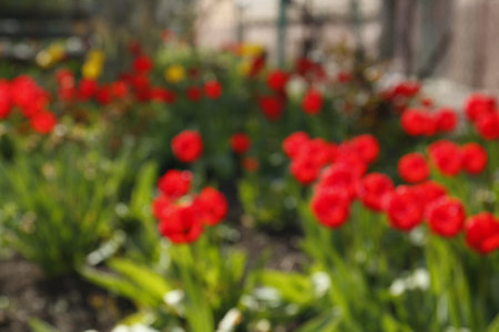 Beautiful garden with blooming tulips on sunny day, blurred viewの写真素材