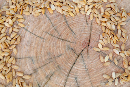 Cucumber seeds on wooden background, flat lay with space for text. vegetable plantingの写真素材