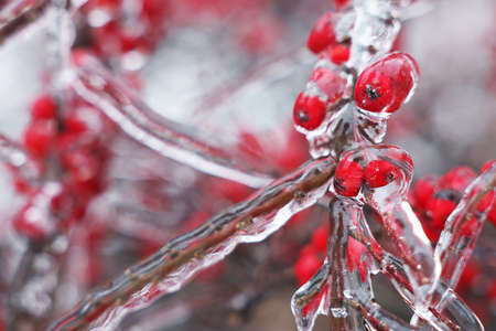 Tree with red berries in ice glaze outdoors on winter day, closeupの写真素材