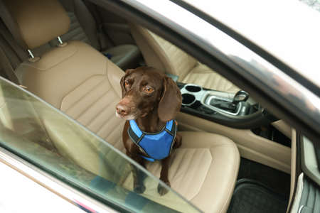 Cute German Shorthaired Pointer dog waiting for owner on front seat of car. Adorable pet
