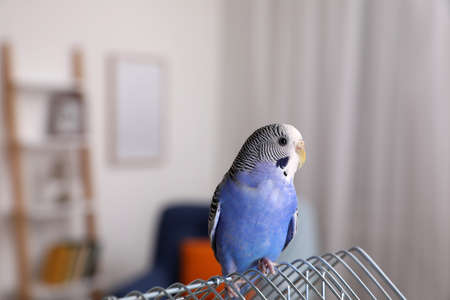 Beautiful light blue parrot on cage indoors. cute petの写真素材