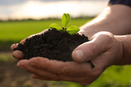 Man holding pile of soil with seedling outdoors, closeup