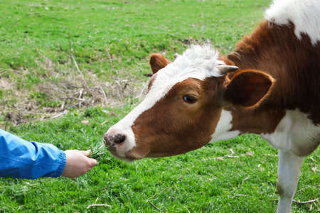 Farmer feeding cow with grass in field, closeupの写真素材