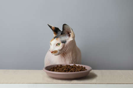 Beautiful Sphynx cat and plate of kibble served on white table against gray background