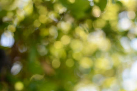 Blurred view of green tree outdoors. bokeh effect