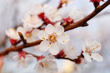 Branch of beautiful blossoming cherry tree outdoors, closeup. spring seasonの写真素材