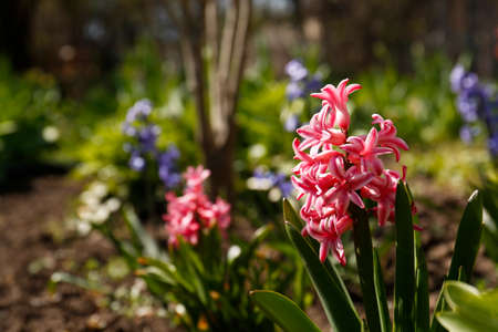 Closeup view of beautiful pink hyacinth flower in garden on spring day. Space for textの写真素材