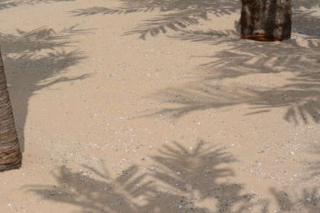 Shadows of tropical branches on beach sandの写真素材