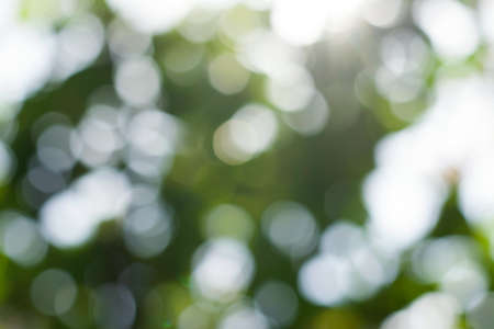 Blurred view of green tree outdoors. bokeh effectの写真素材