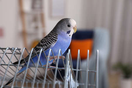 Beautiful light blue parrot on cage indoors. cute pet