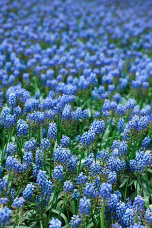 Many beautiful muscari flowers as background, closeup. spring seasonの写真素材