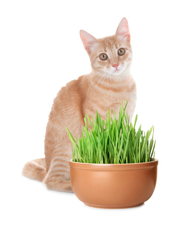 Adorable cat and ceramic pot with fresh green grass on white backgroundの写真素材