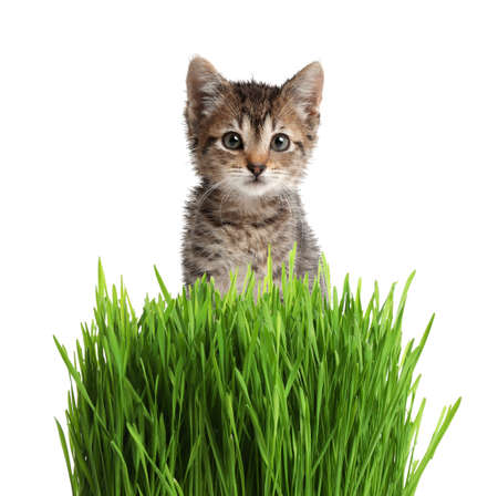 Adorable kitten and fresh green grass on white background