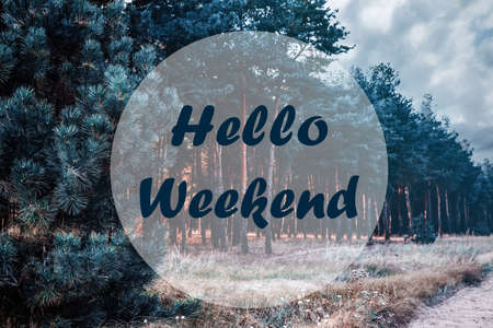 hello weekend. Beautiful view of pine forest near country roadの写真素材