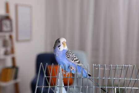 Beautiful light blue parrot on cage indoors. cute petの写真素材