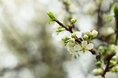Blossoming cherry tree outdoors on spring day, closeup. Space for text