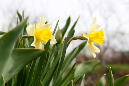 Beautiful blooming daffodils growing in garden, closeup. spring flowerの写真素材