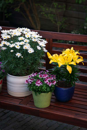 Many different beautiful blooming plants in flowerpots on wooden bench outdoorsの写真素材