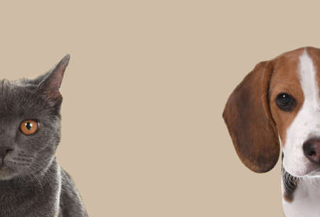 Cute dog and cat on beige background, space for text. Lovely petsの写真素材