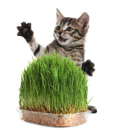 Adorable kitten and plastic container with fresh green grass on white backgroundの写真素材
