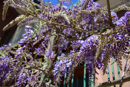 Beautiful blossoming wisteria vine outdoors on sunny day, closeupの写真素材