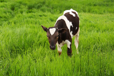 Black and white calf grazing on green grassの写真素材