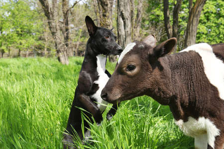 Dog and young calf on green grass outdoors