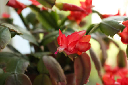 Beautiful crab cactus with red flowers, closeupの写真素材