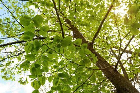 Tree with green leaves on sunny day, bottom view. spring seasonの写真素材