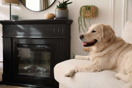Adorable Golden Retriever dog on sofa near electric fireplace indoors