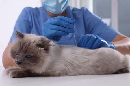 Veterinary holding acupuncture needle near cat's back in clinic, closeup. animal treatment