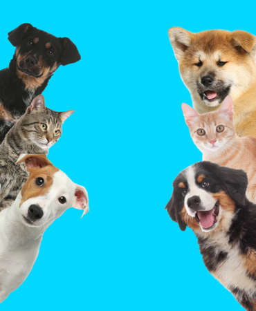 Cute funny cats and dogs on turquoise background. Space for text