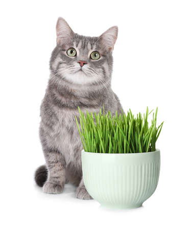Adorable cat and ceramic bowl with fresh green grass on white backgroundの写真素材