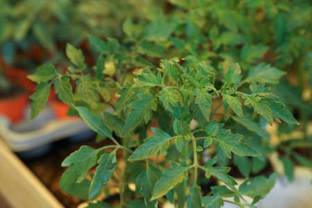 Close up view of beautiful green tomato seedlings