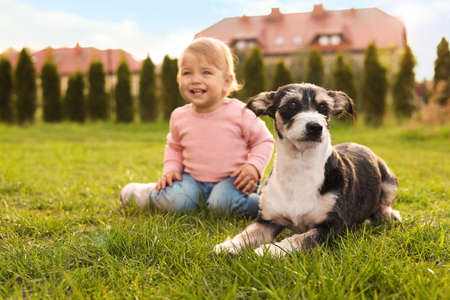 Adorable baby and furry little dog on green grass outdoorsの写真素材