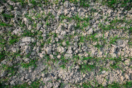 Clay soil field with lush green grass, top view