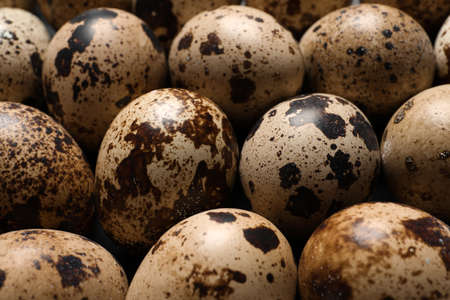 Many fresh quail eggs as background, closeup
