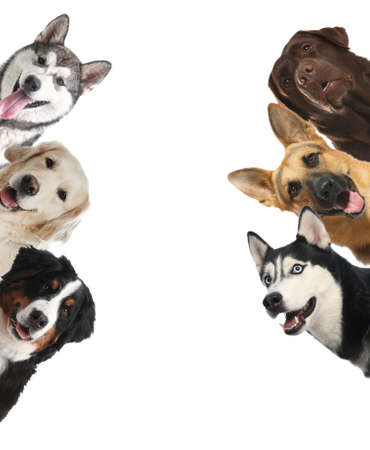 Group of cute funny dogs on white backgroundの写真素材
