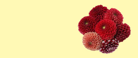 Bouquet of beautiful dahlia flowers on beige background, space for text. banner designの写真素材