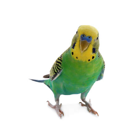 Beautiful parrot isolated on white. exotic petの写真素材