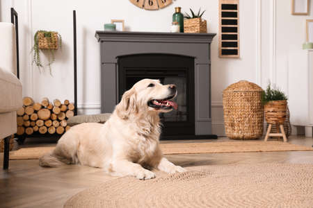 Adorable Golden Retriever dog on floor near electric fireplace indoorsの写真素材