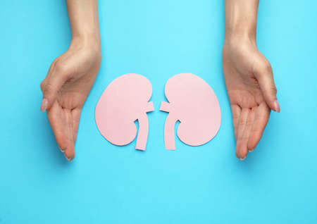 Woman protecting paper cutout of kidneys on light blue background, top viewの写真素材